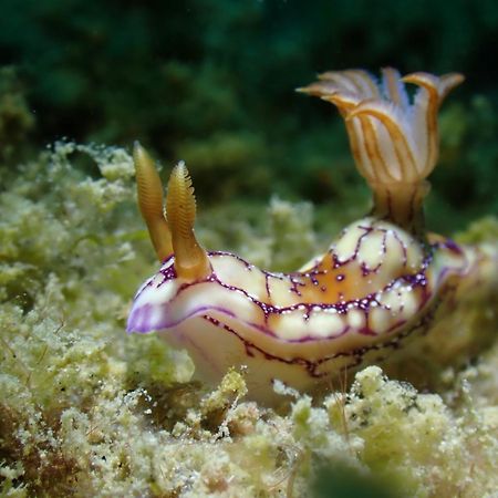 Amila Dive Beach Resort Сипалай Экстерьер фото